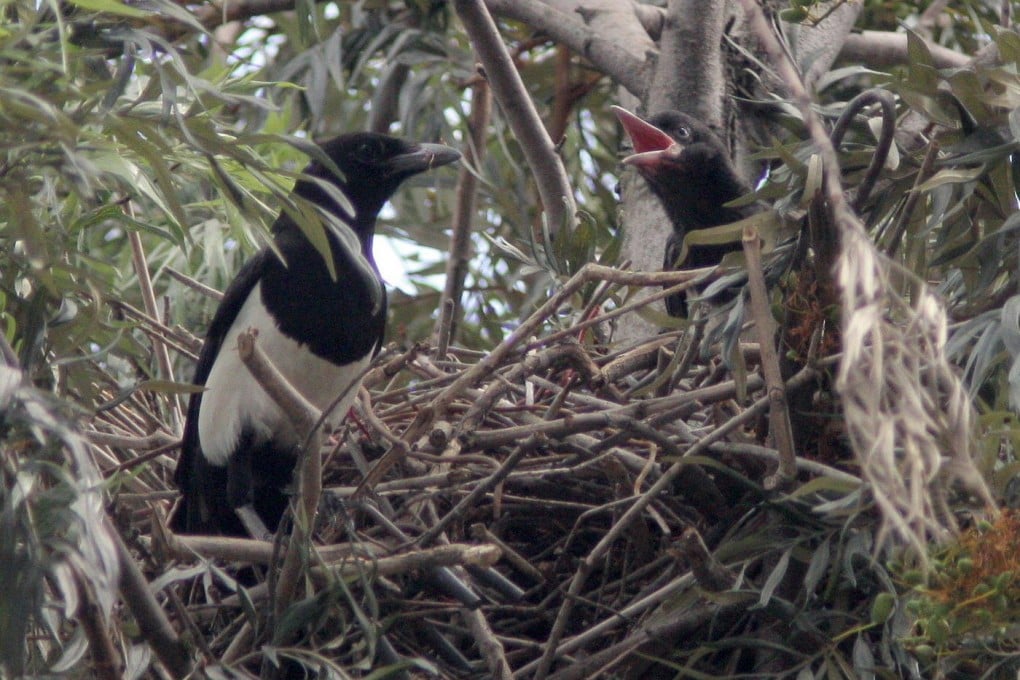 These magpies have had their reputation restored. Photo: ISD