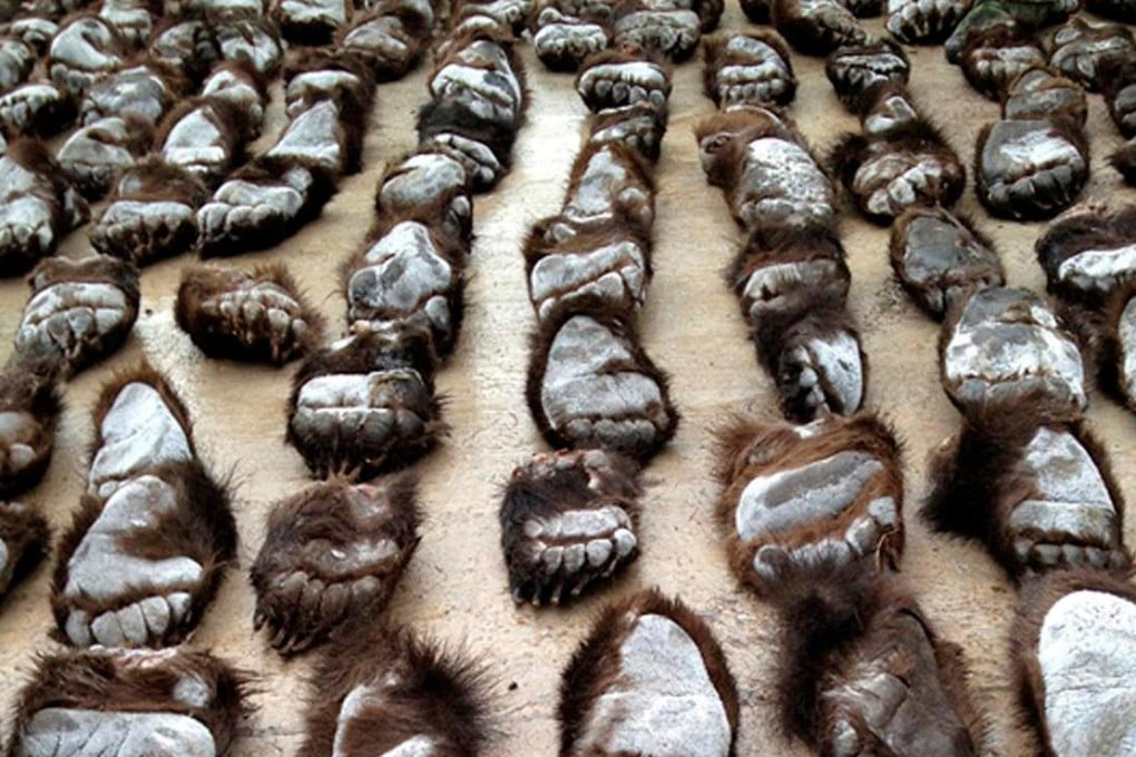 Smuggled bear paws at the Russian border. Photo: Reuters