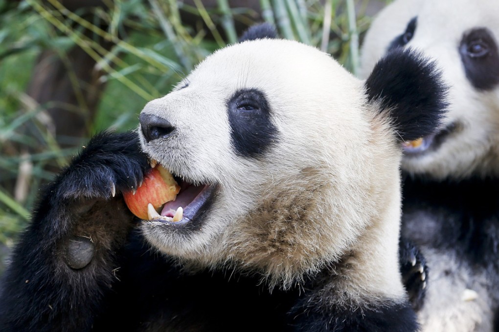 A panda snacks on an apple at the Chengdu breeding centre in Sichuan province. A six-year-old panda had shown symptoms of pregnancy, but it turned out to be a false alarm. Photo: EPA
