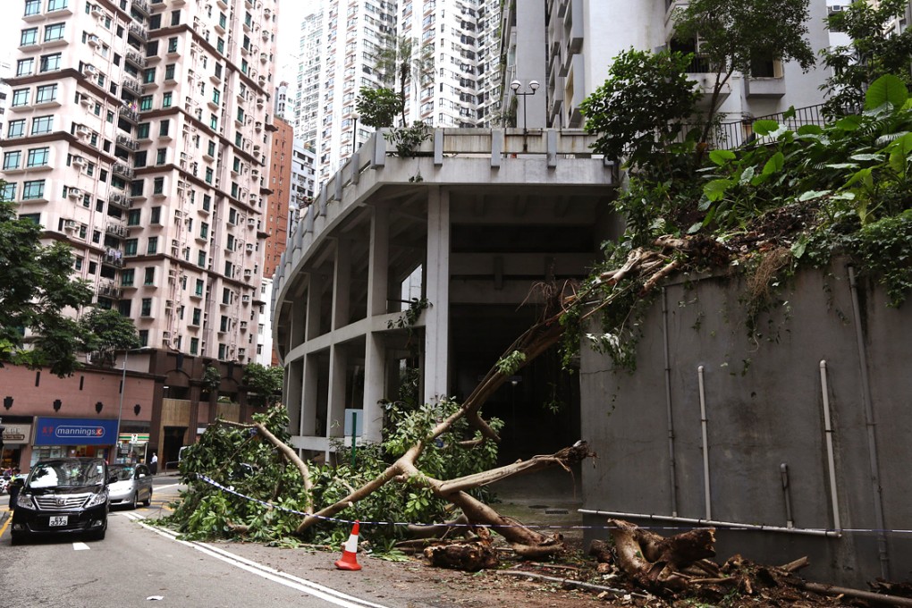 The scene on Robinson Road on August 14 after the tree fell. Photo: Sam Tsang