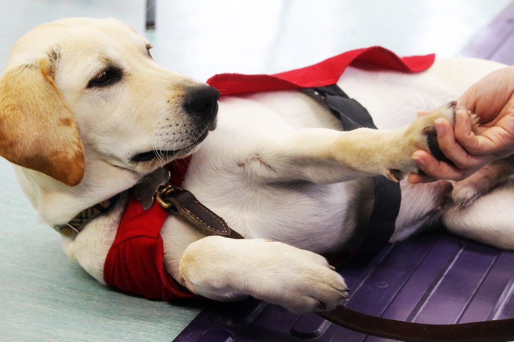 A guide dog was stabbed in Saitama Prefecture, near Tokyo, when its owner was taking a train to work. (File picture) Photo: Oliver Tsang