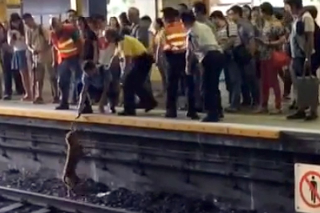 Some people have blown the incident of a stray dog killed on the MTR track out of proportion.