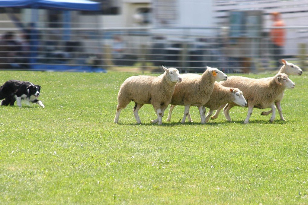 A single sheepdog can herd flocks of 80 or more sheep in its everyday work and in competitive herding trials.