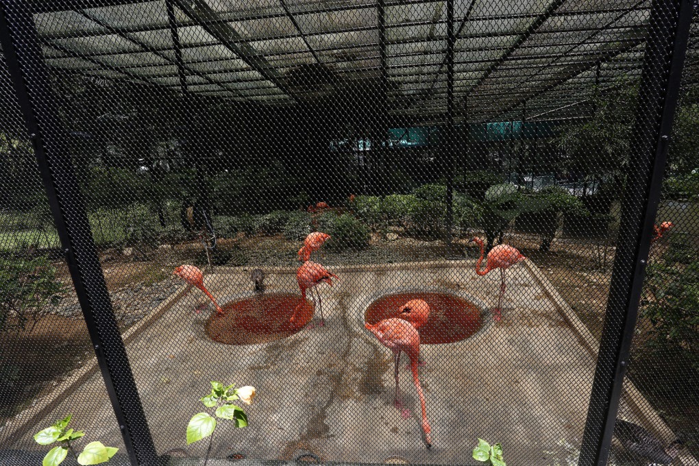 Flamingos in the zoological gardens. Photo: Jonathan Wong
