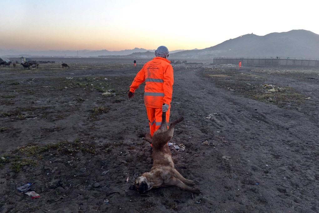 A city worker drags a carcass of a stray dog following a poisoning drive near Kabul. About 17,600 dogs were poisoned last year. Photo: AFP