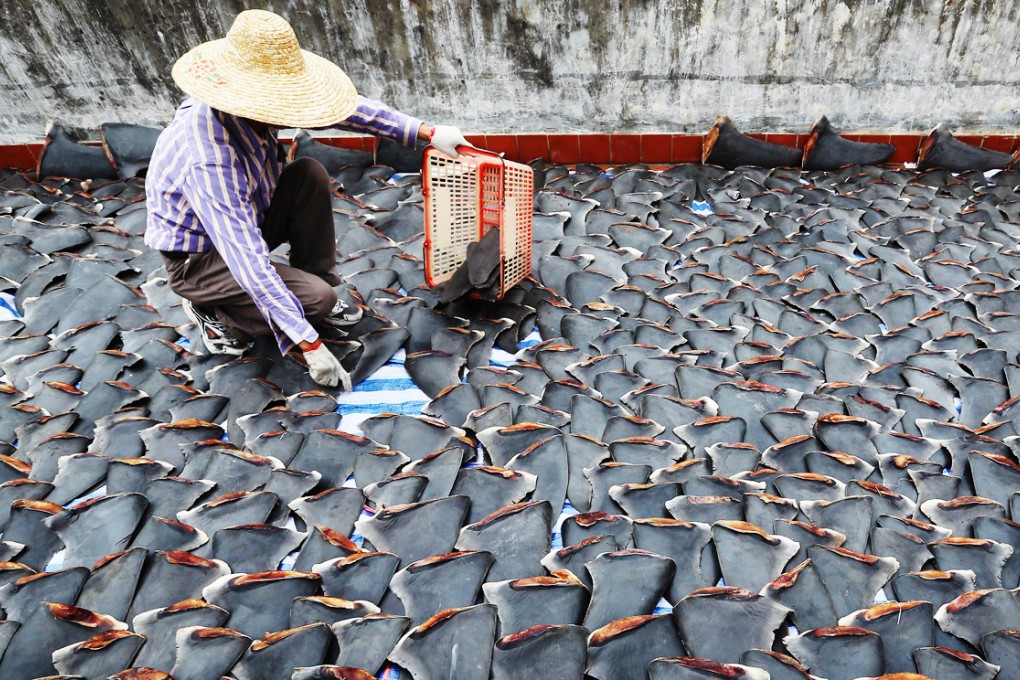 Hundreds of shark fins are drying under the sun at the roof of a factory building. Photo: Sam Tsang