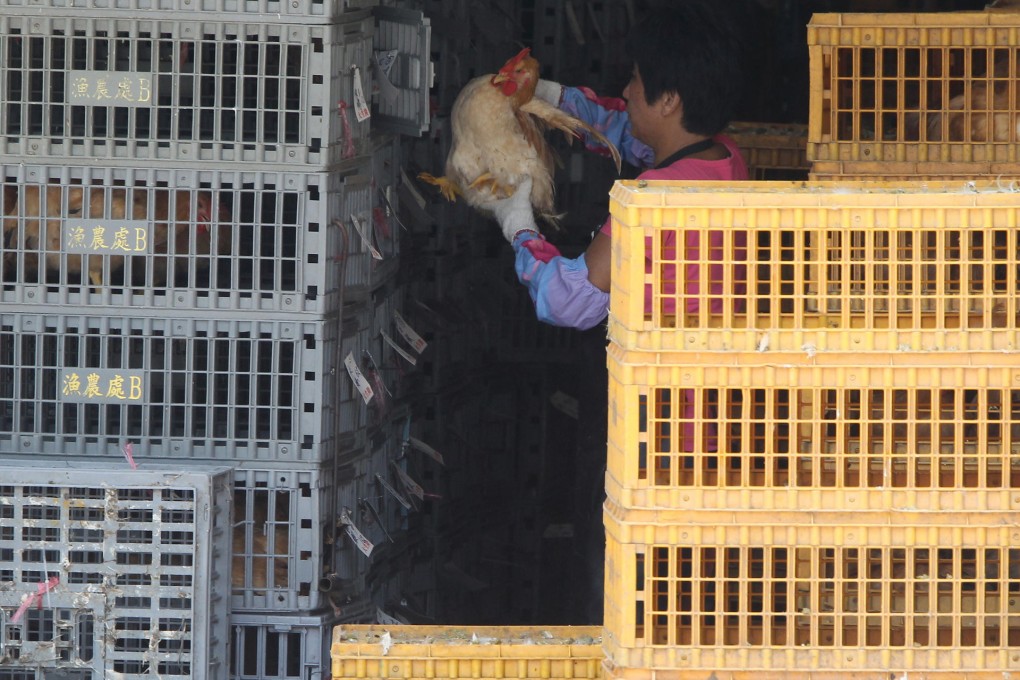 A worker loads chicken cages at Cheung Sha Wan wholesale market as live poultry imports from the mainland resume. Photo: Edward Wong