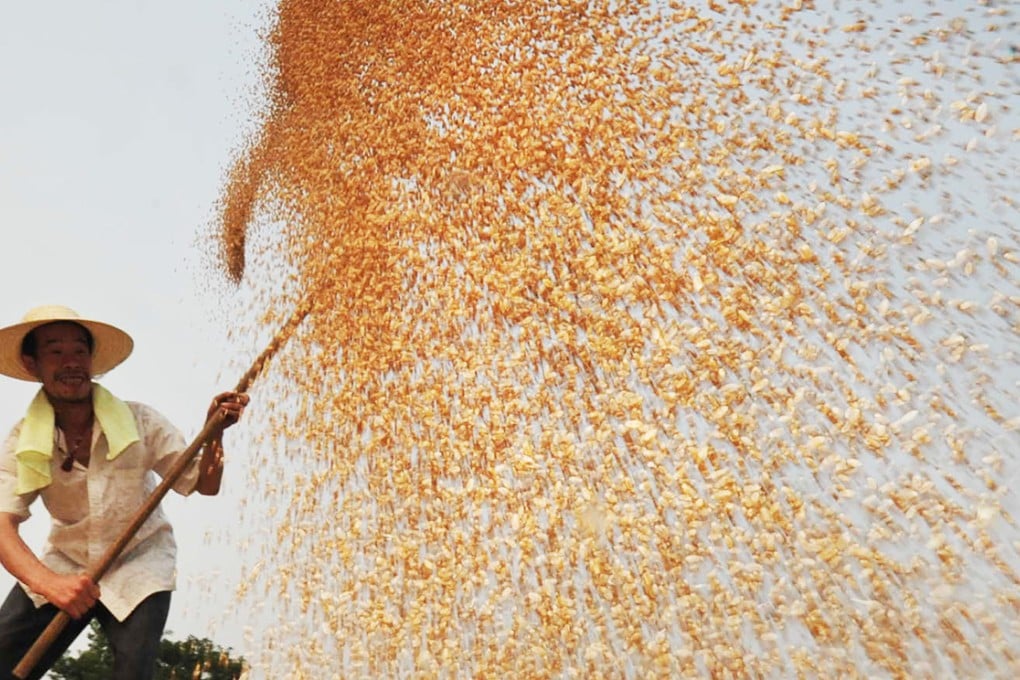 Harvested wheat near Yuncheng, Shanxi. China is the world's biggest producer and consumer of fertiliser. Photo: Xinhua
