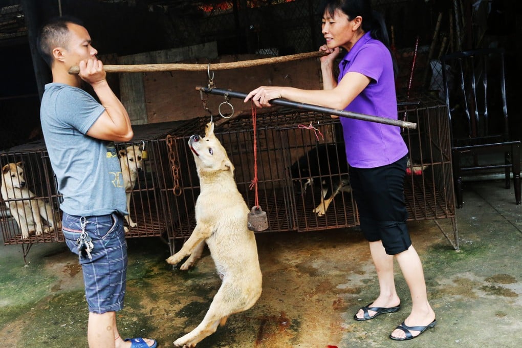 A dog is strung from a pole before it is put down in Yaotou, the site of a dog meat festival in China. Pet ownership has been a live issue for the government, especially on issues of dog ownership and consumption. Photo: David Wong