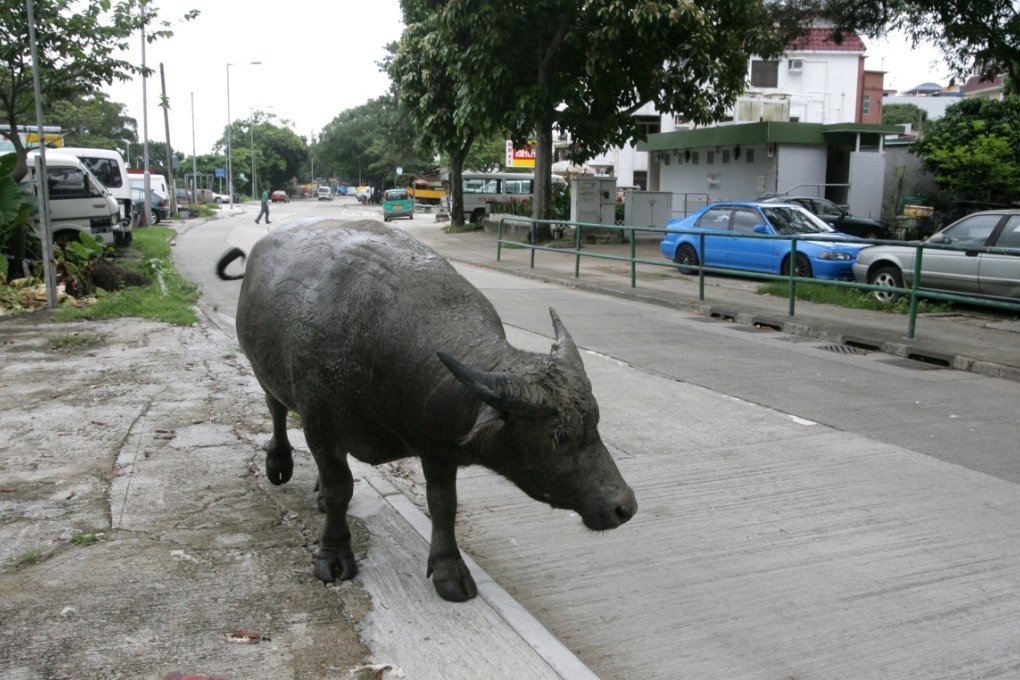 Buffalo walking on South Lantau Road. Photo: SCMP