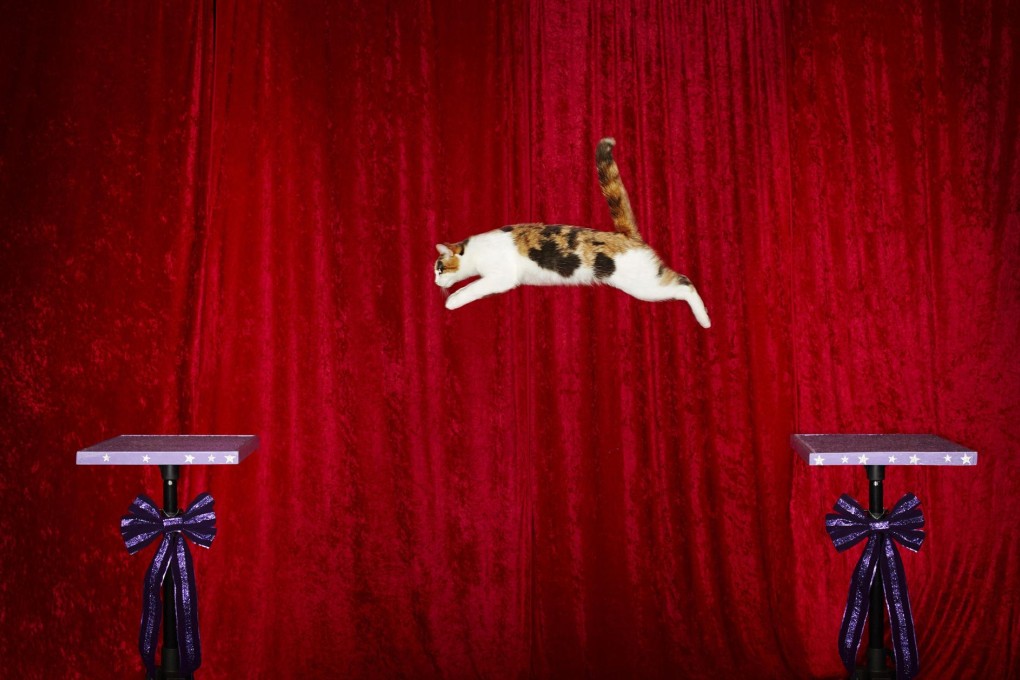 Alley the cat on its way to a record jump. Photo: AFP