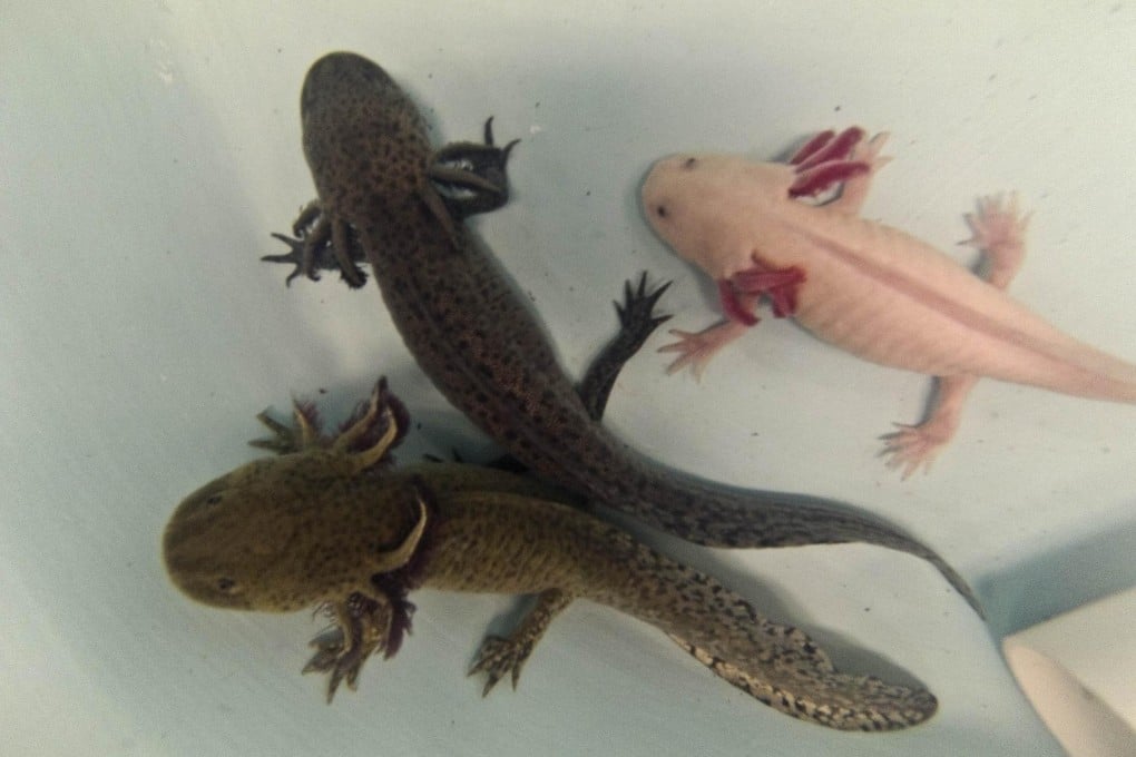 Mexico City's population of 20 million and pollution have taken their toll on the axolotl salamanders. Those above are part of an ecological restoration project. Photo: AFP