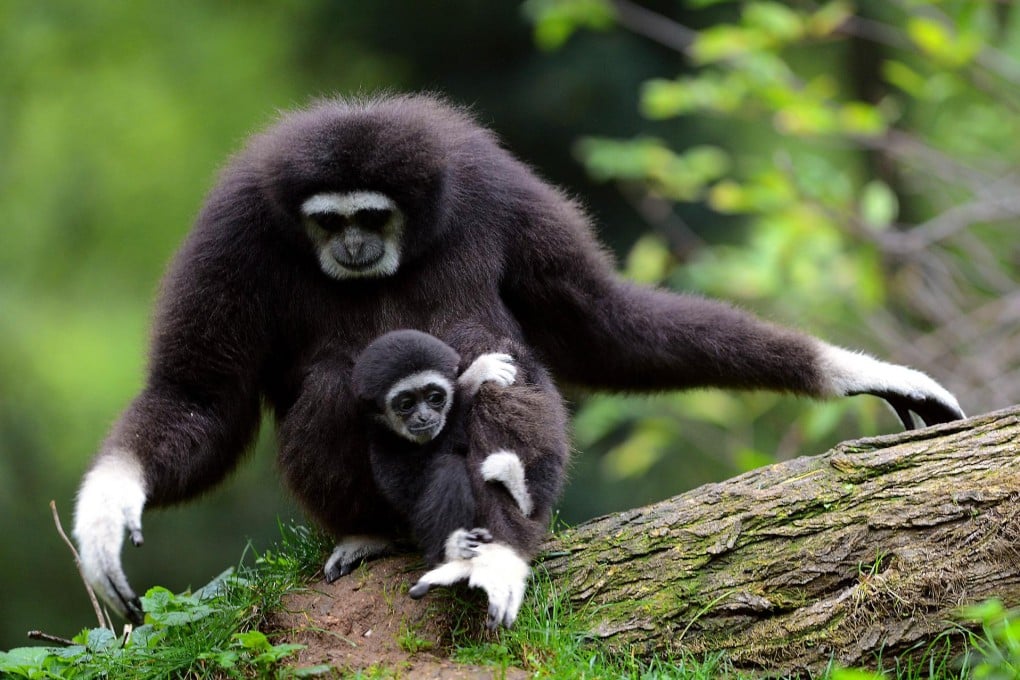 Gibbons share a lot of their DNA with humans. Photo: AFP