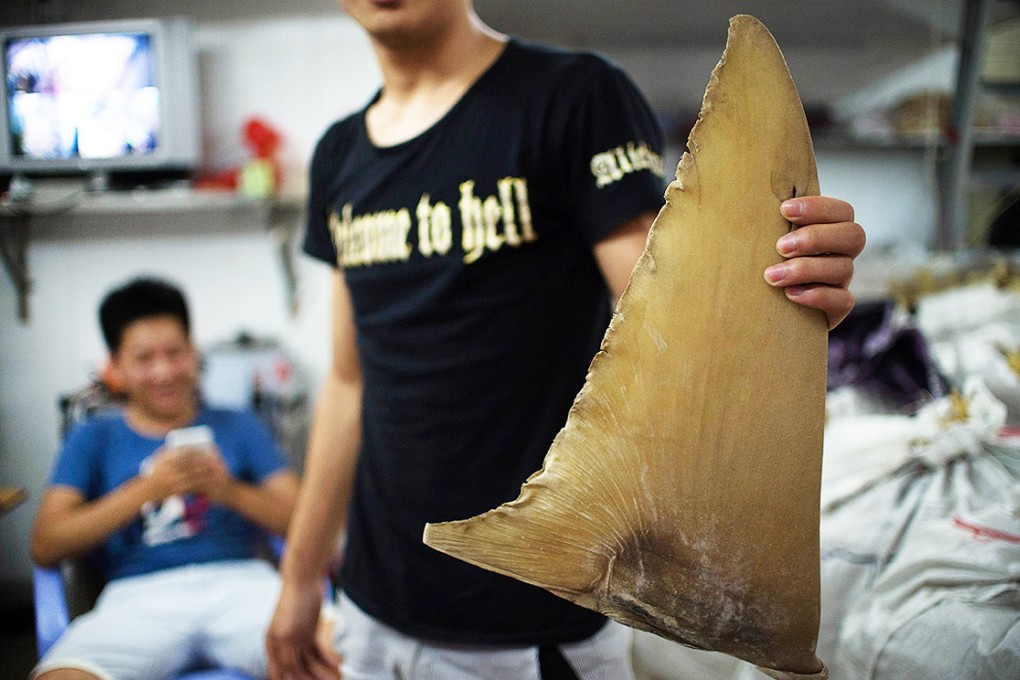 A young worker holding a dried shark fin at a shop in Shantou, Guangdong province in August. Photo: AFP