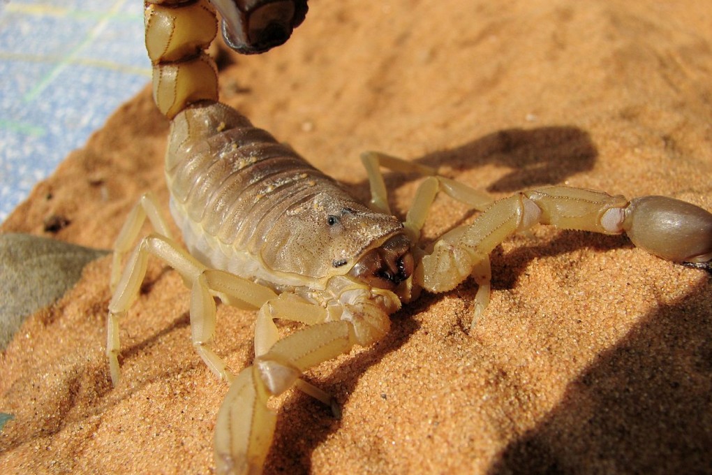 A yellow fat-tailed scorpion in captivity. Photo: Public Domain