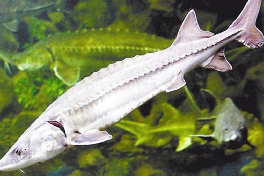 Chinese sturgeon on the brink of extinction