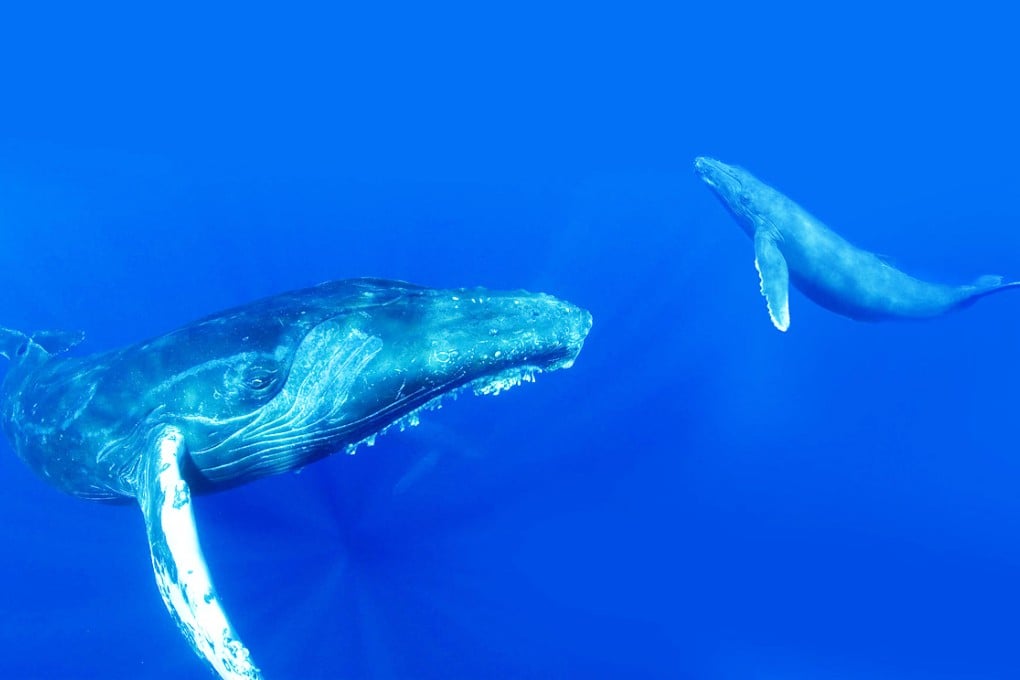 Greenland hunters can now kill up to 10 humpback whales a year under the new ruling by the IWC. Photo: National Geographic