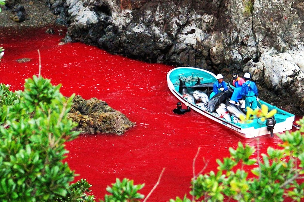 Fishermen, on a boat with their fresh kill, navigate blood-filled waters in the coastal town of Taiji in Japan's Wakayama prefecture, during last year's annual dolphin cull. Photo: AP