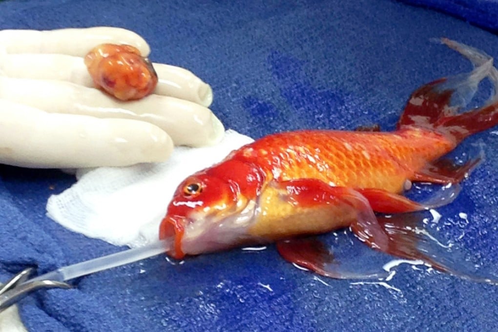 10-year-old goldfish George had to undergo surgery for a tumour. Photo: Reuters