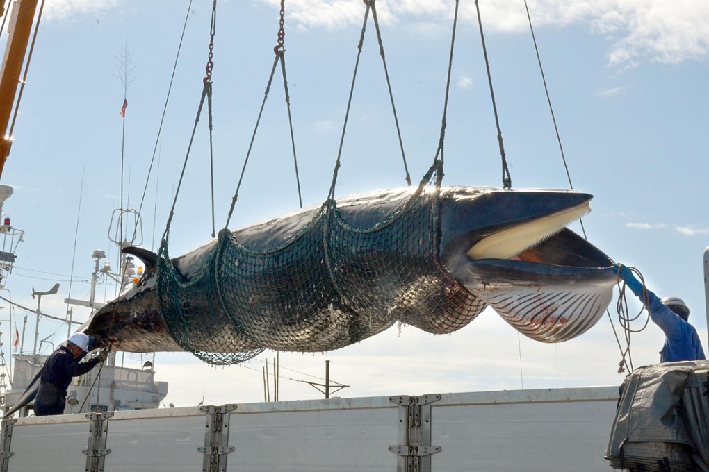 A minke whale caught for the purpose of "scientific research" is landed at the port of Kushiro in Japan's northernmost prefecture of Hokkaido earlier this month. Photo: AP