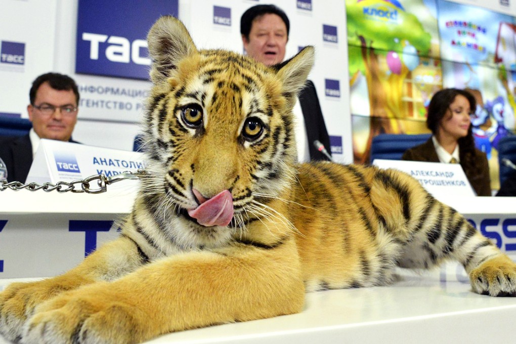 A real Amur tiger cub is shown to the press in Moscow, but Mur will be a computer-generated animation on the children's show. Photo: AFP