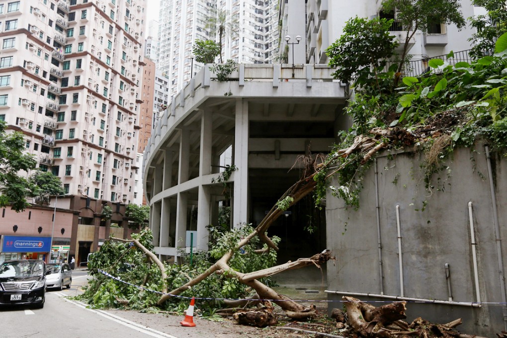 The tree that fell on a pregnant woman. Photo: Sam Tsang