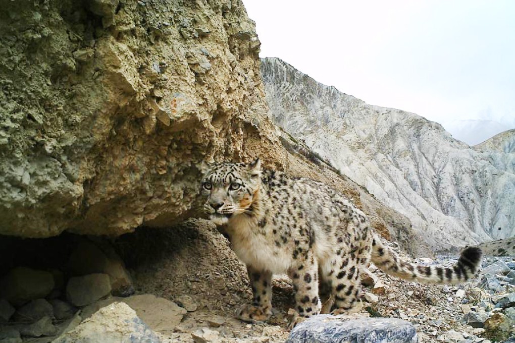 The endangered snow leopard has been caught on camera for the first time at a Tibetan reserve. Photo: CNS