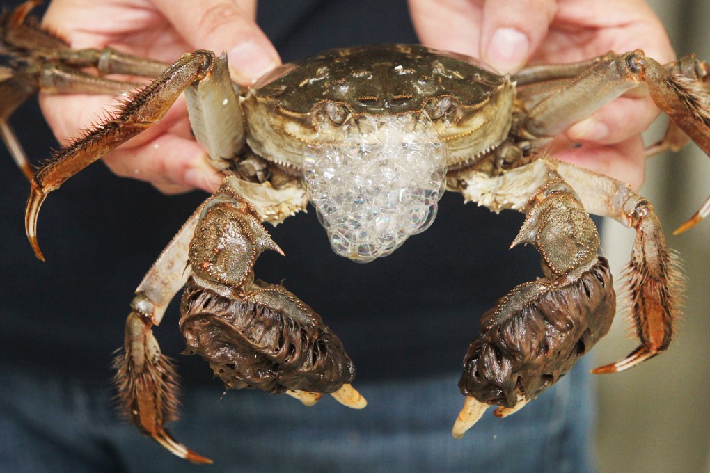 A hairy or mitten crab. Photo: SCMP Pictures