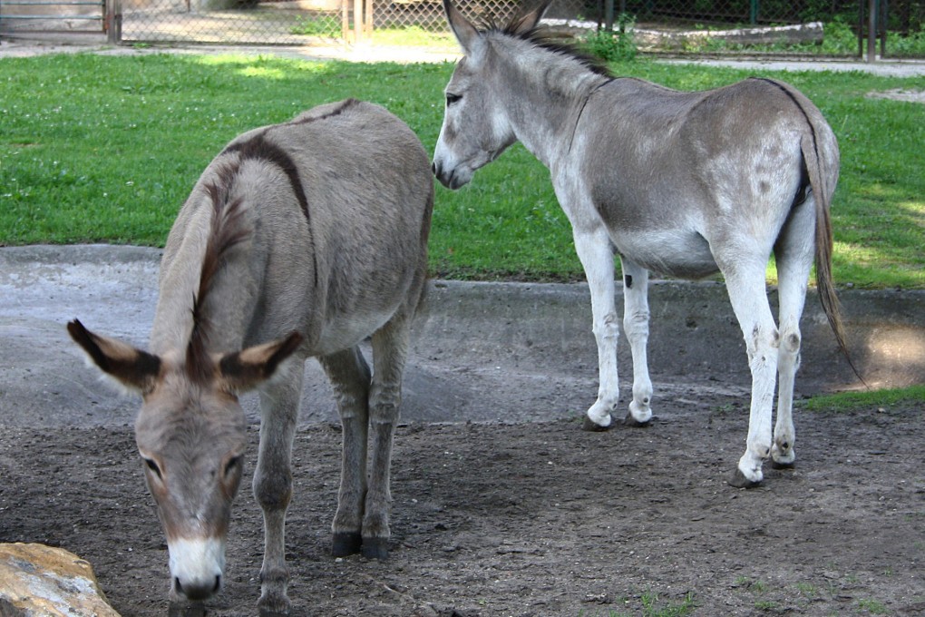 Napoleon, left, and Antonina share an animal attraction.