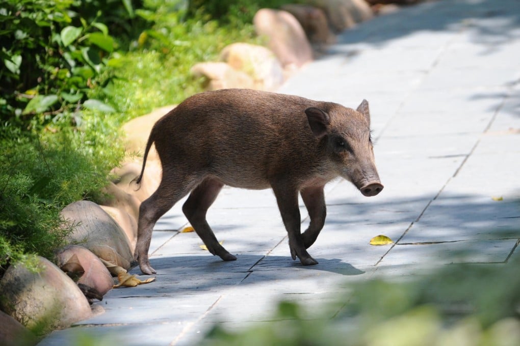 The boar are said to swim out to the golfing island.