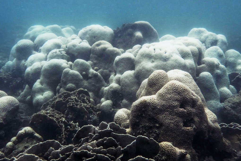 Coral in the waters off Sharp Island in Sai Kung has turned white - a sign that it is dying. Photo: Eco-Education and Resources Centre