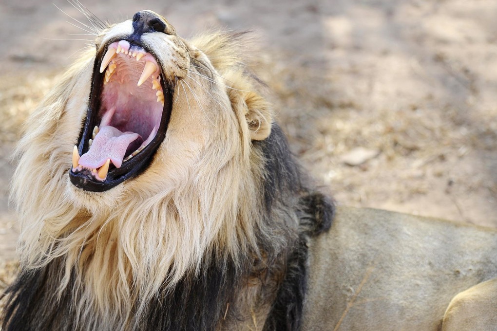 A lion at the Entabeni Safari Conservancy in South Africa. Animal, bird and fish numbers have all fallen sharply since 1970. Photo: AFP