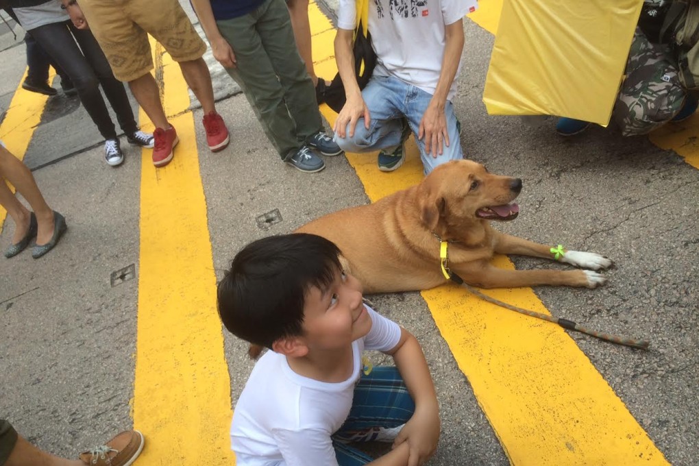 'Democracy dogs' have proved a hit with demonstrators in Hong Kong as pro-democracy protests entered their fourth day. Photo: SCMP