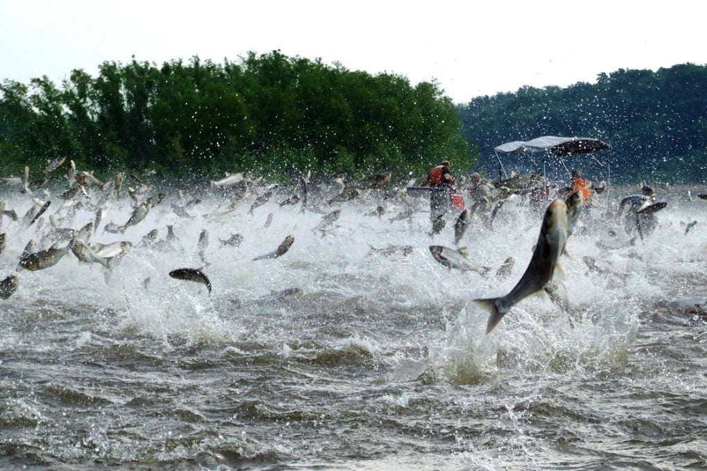 Asian carp: pest or delicacy? Photo: AP