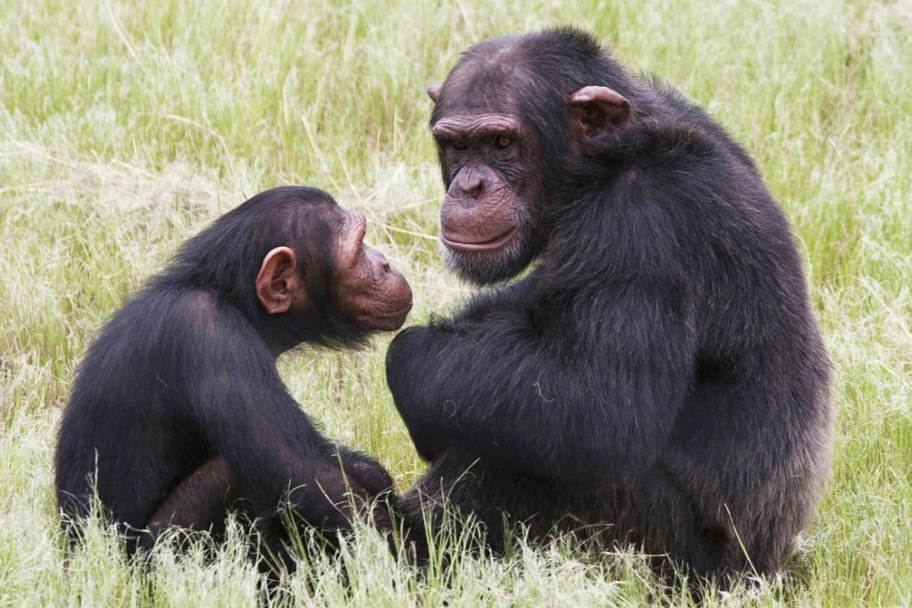 HIV jumped from chimpanzees. Photo: AP