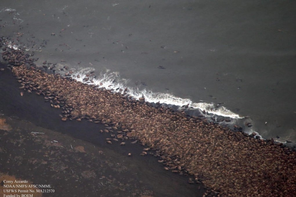 Walruses lounge on the coast of Alaska last month. Photo: EPA