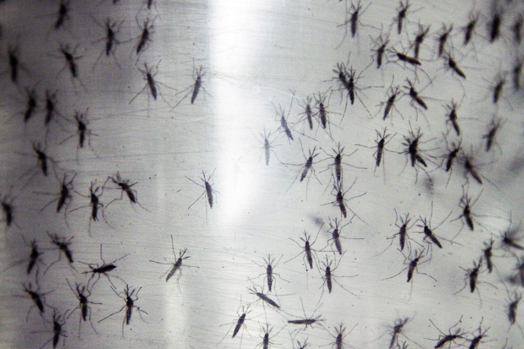 Dengue fever is a disease carried by mosquitoes, and these genetically modified aedes aegypti mosquitoes were released in the US to control the number of mosquitoes that spread dengue fever. Photo: AP
