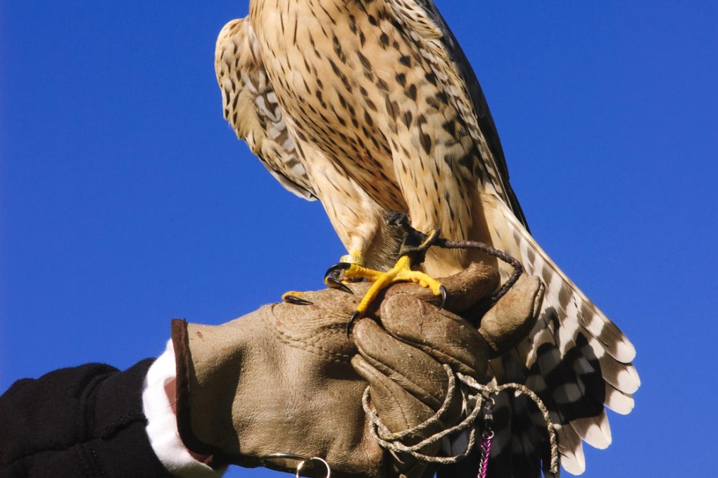 Falconry is an eco-friendly way to deal with grape-eating birds.