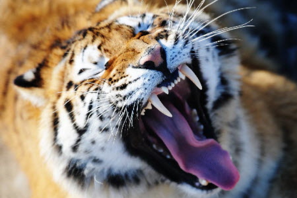 There are just a few Siberian tigers in the wild in Heilongjiang; this one is at the Siberian Tiger Park in Harbin, the capital of Heilongjiang. Photo: Xinhua