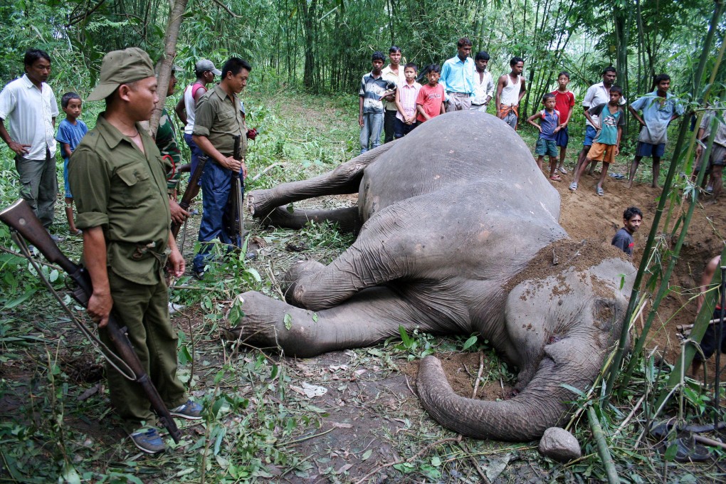 The tragic consequences of poaching. Photo: AFP