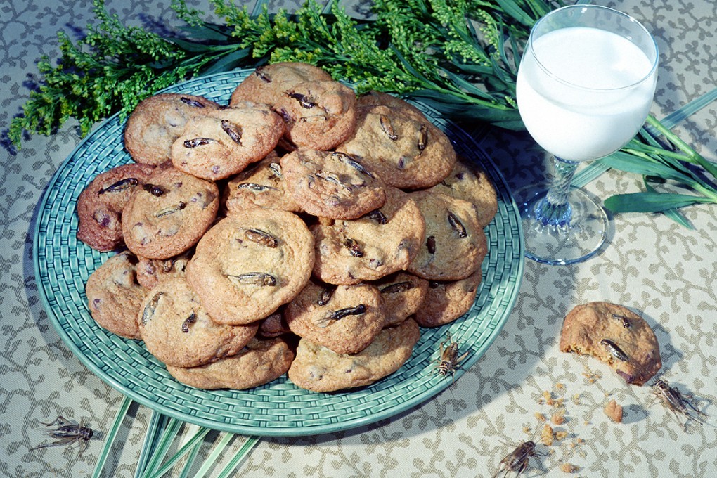 Chocolate chip cookies with crickets are served in the bug feast. Photo: AP