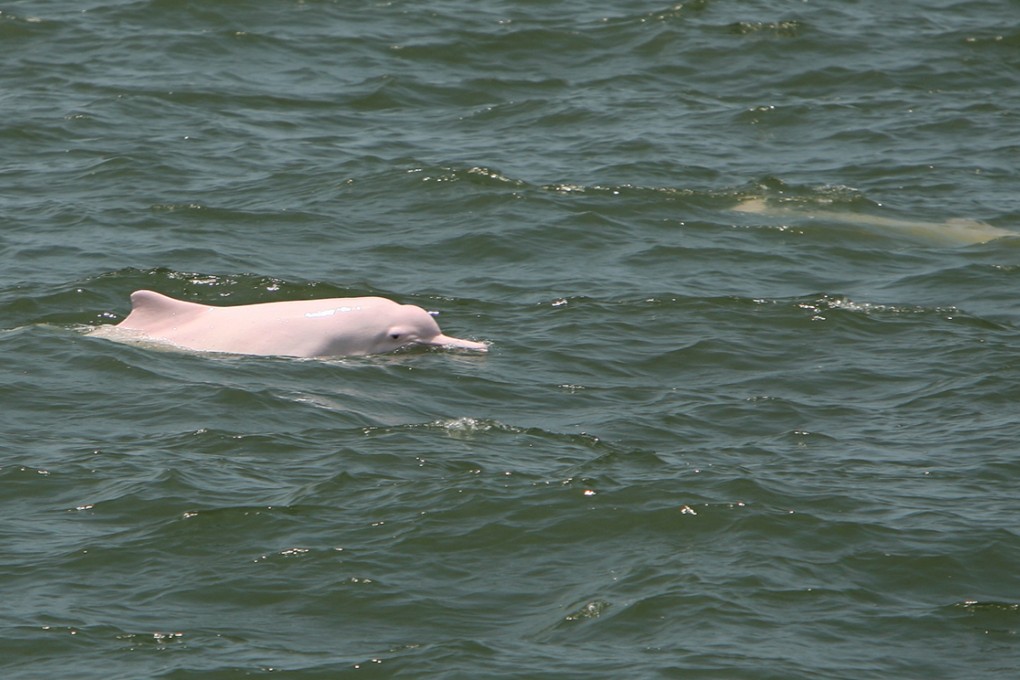 New marine parks best way to protect precious dolphins