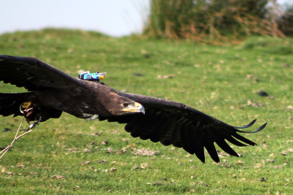 A steppe eagle wearing a "black box" flight recorder backpack.