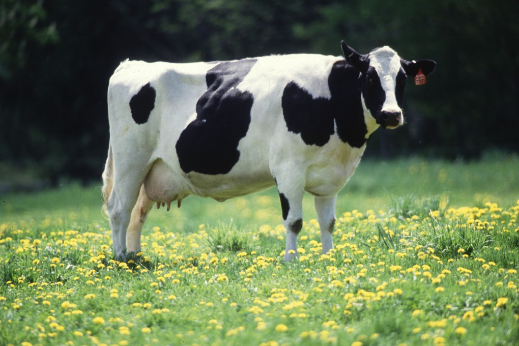 A boat carrying more than 40 cattle sank off the coast of Haikou on Saturday. Photo: Wikipedia