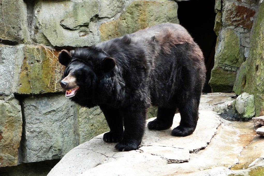 Though usually shy and cautious, Asian black bears are more aggressive toward humans than American black bears. Photo: Wikipedia
