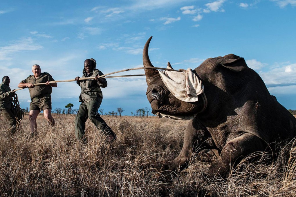 Kruger National Park staff work to relocate a rhino to protect it from poachers. The less-endangered southern white rhino is still at risk from professional gangs. Photo: AFP