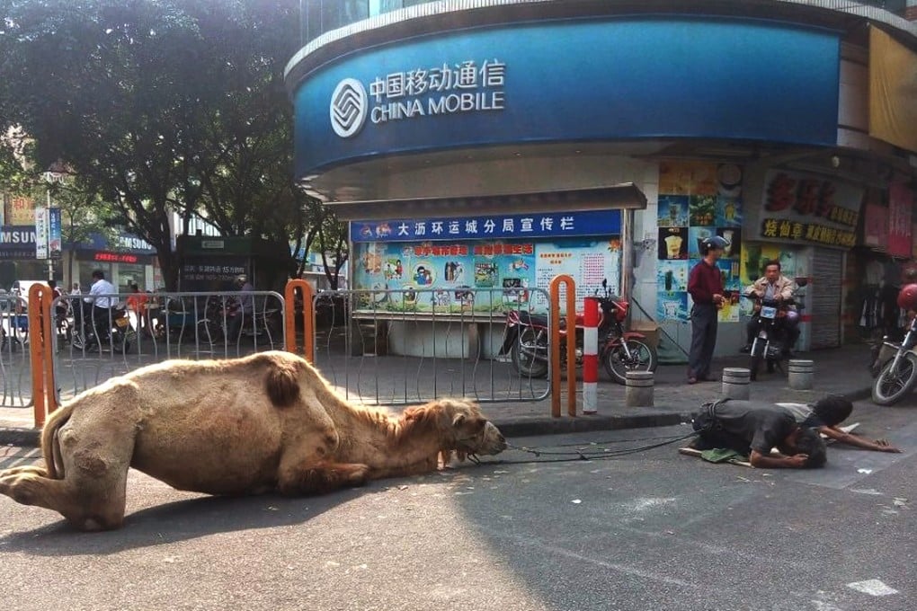 The camel crawls on the street with its rein attached to two beggars. Photo: Weibo