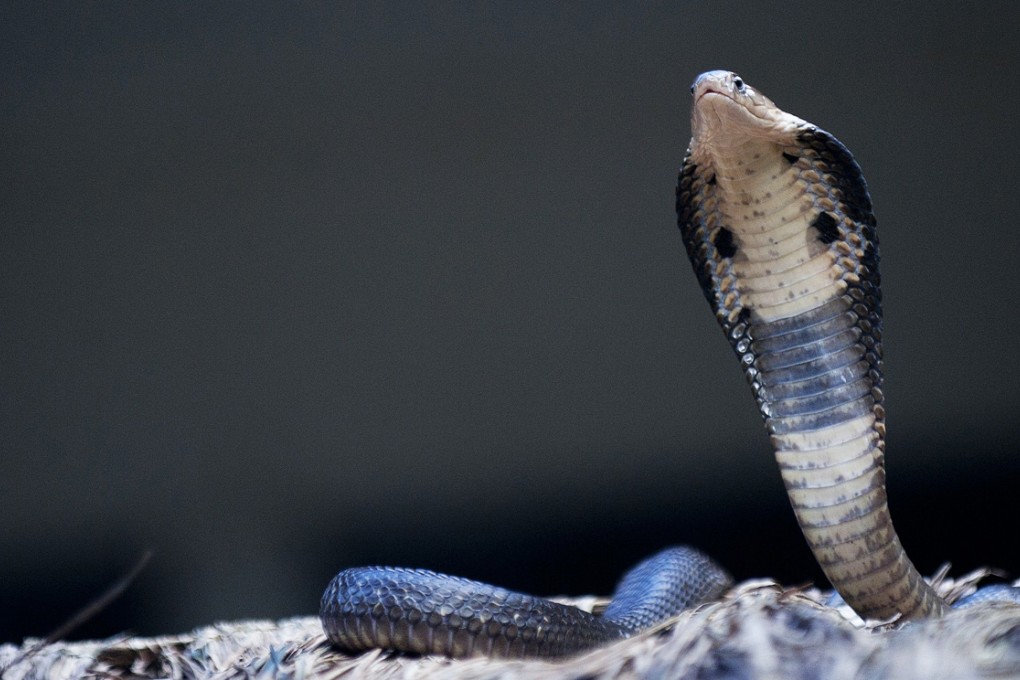 A woman living in a residential block in Shenyang says the building is infested with snakes that used to be her pets.