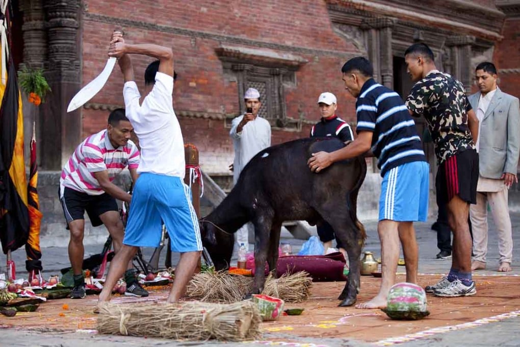 Nepalese army personnel prepare to sacrifice a buffalo on the occasion of Dashain festival in Kathmandu, Nepal. Photo: Xinhua