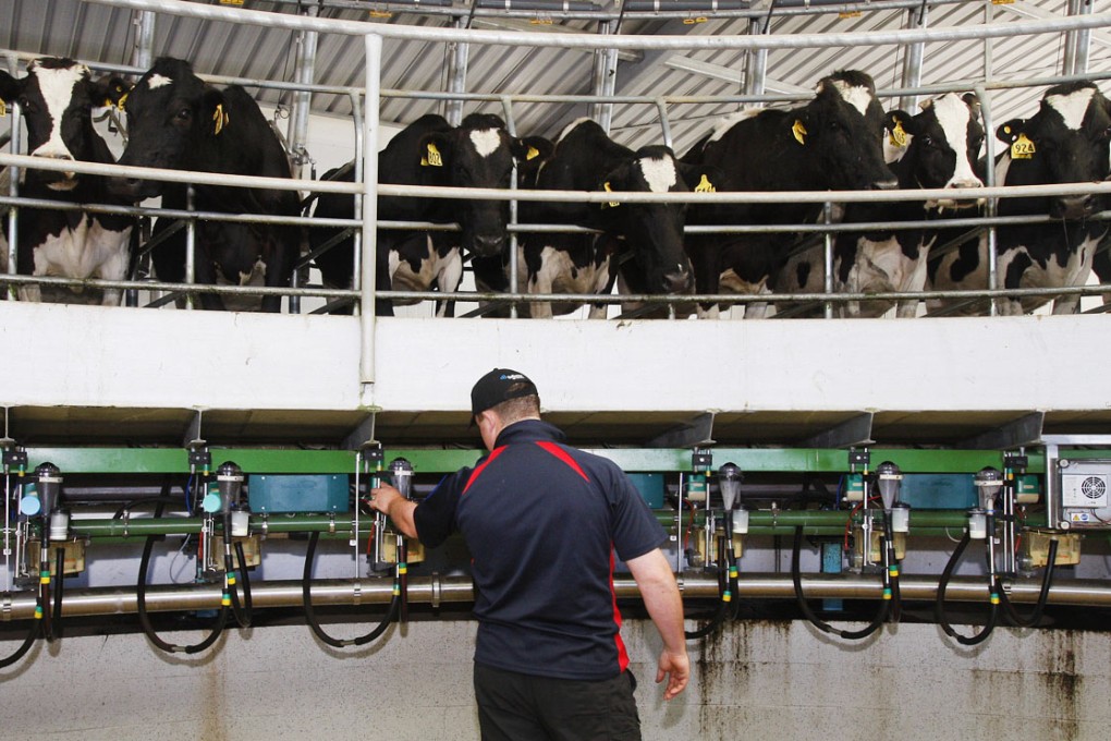 A worker monitors a group of cows hooked up to milking machines in a farm in Mangatangi, New Zealand.